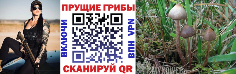 Псилоцибиновые грибы Cubensis Нестеров